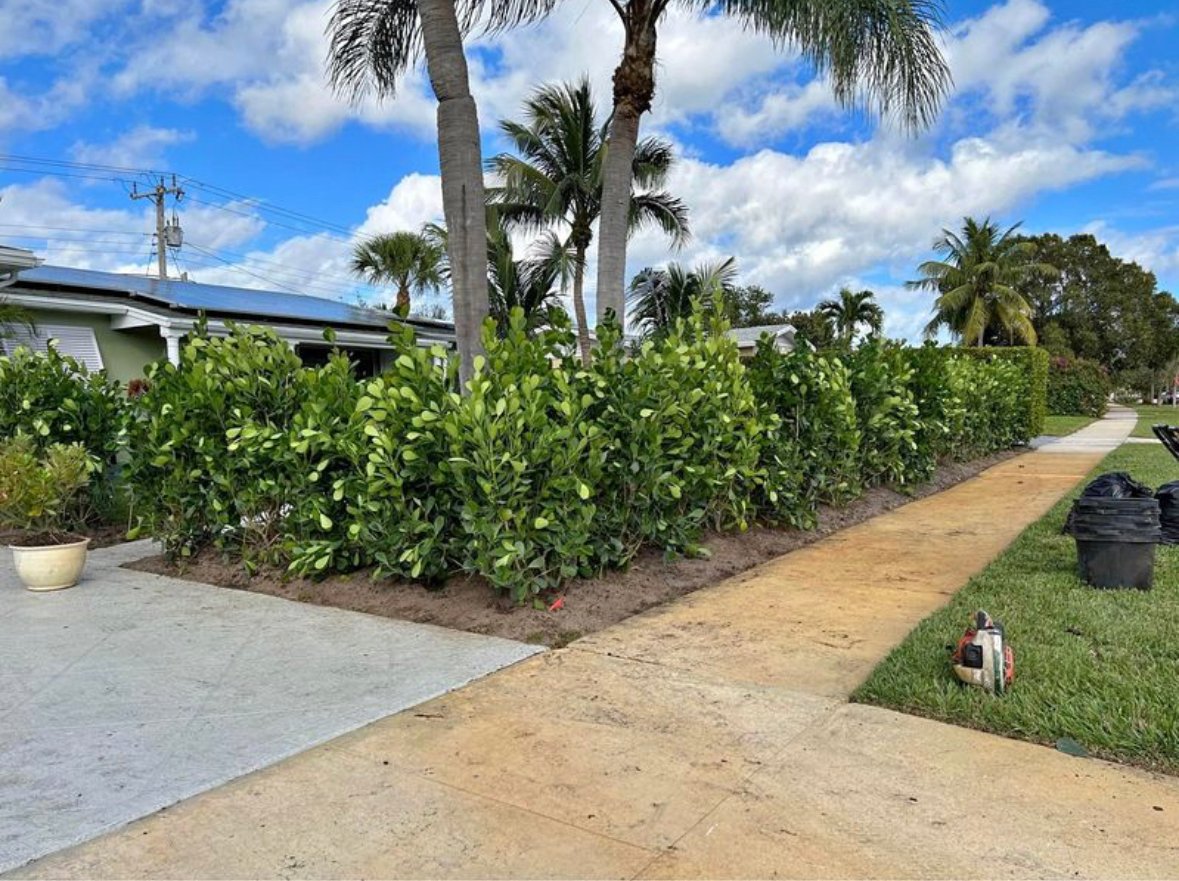 Artificial grass yard with privacy hedges