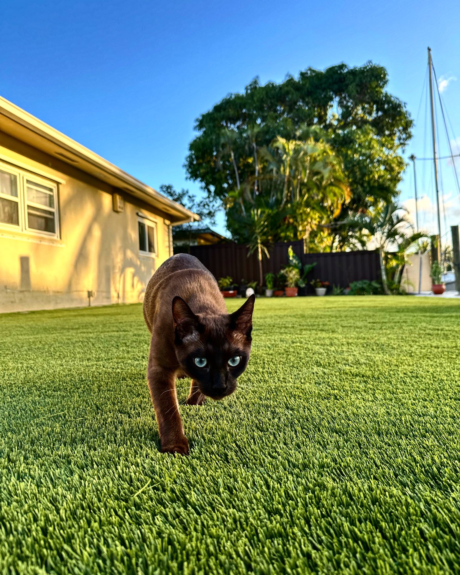 Pet Turf Installation Pet turf artificial grass installation