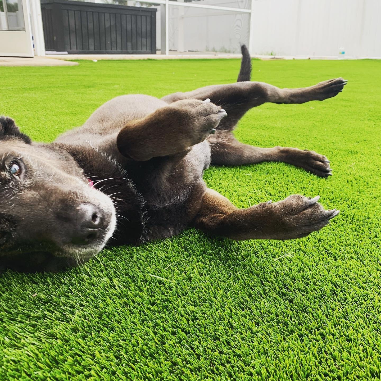 pet turf k9 turf installation pet turf installation dog run grass pet friendly turf dog grass